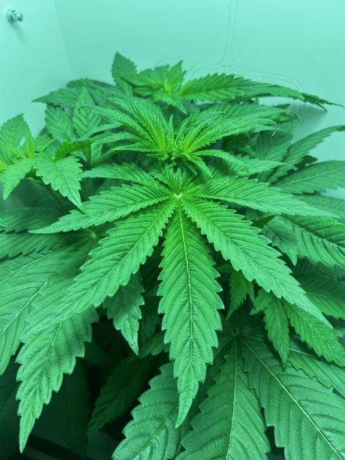 Ice Cream Haze. Week 5