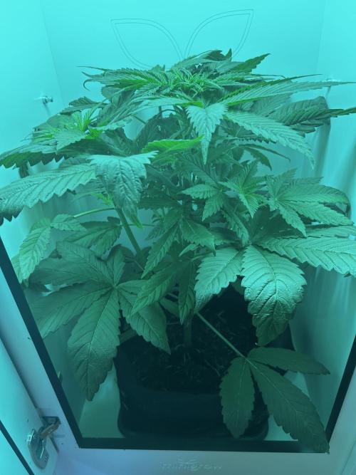 Ice Cream Haze. Week 5