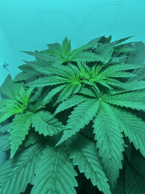 Ice Cream Haze. Week 5