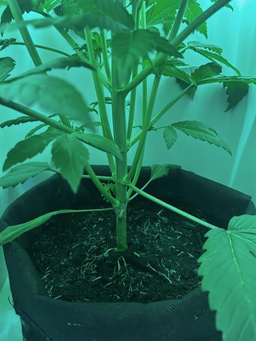 Ice Cream Haze. Week 5