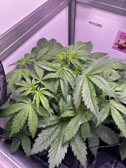 Fat Vino Auto. Week 4