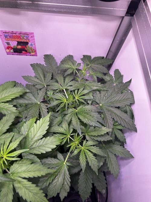 Fat Vino Auto. Week 4
