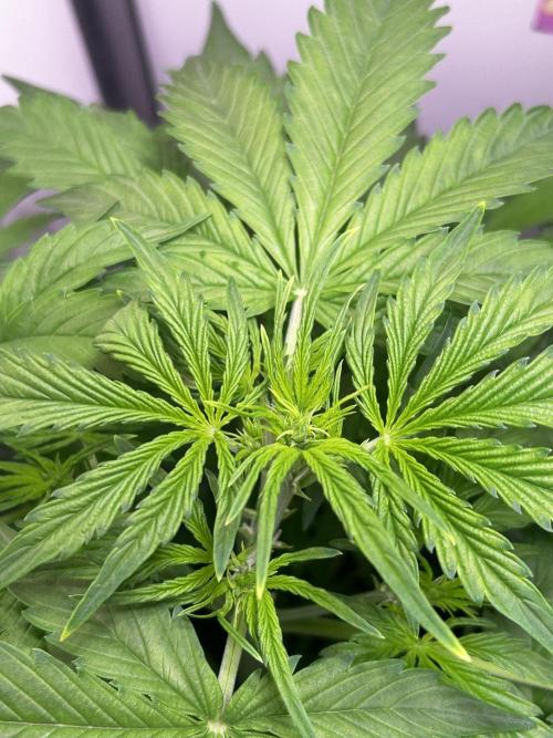 Fat Vino Auto. Week 4