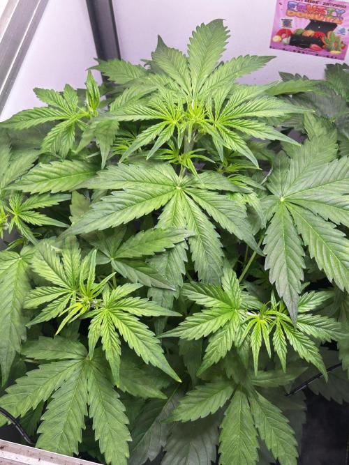 Fat Vino Auto. Week 4