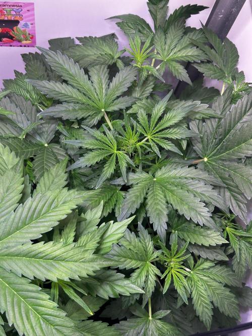 Fat Vino Auto. Week 4