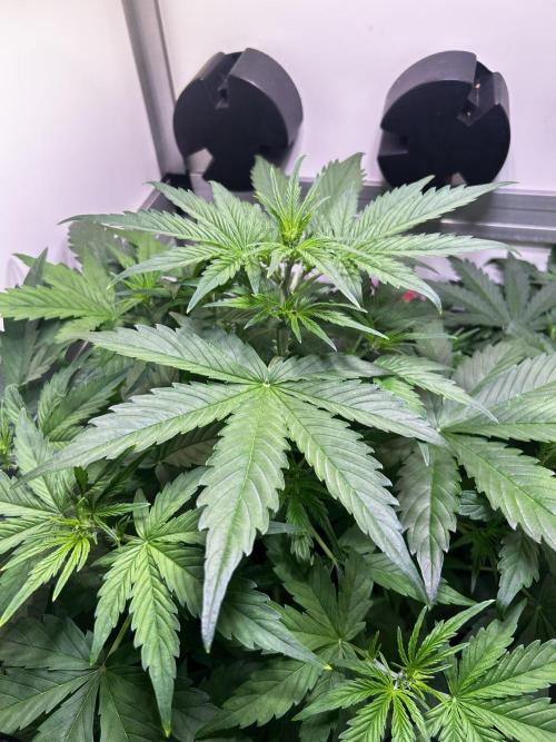 Fat Vino Auto. Week 4