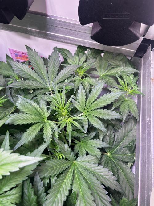 Fat Vino Auto. Week 4