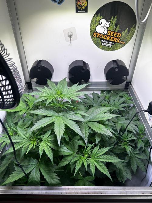 Fat Vino Auto. Week 4