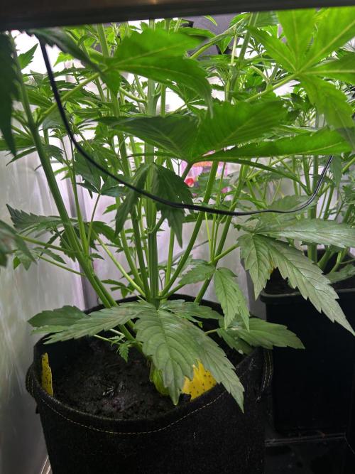 Fat Vino Auto. Week 4