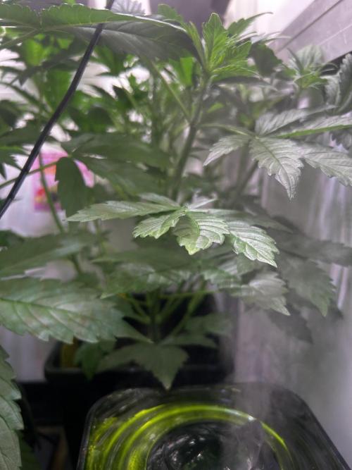Fat Vino Auto. Week 4