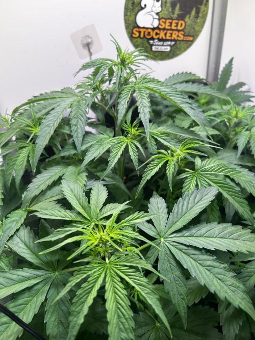 Fat Vino Auto. Week 4