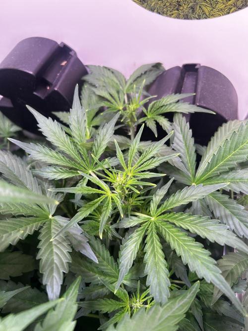 Fat Vino Auto. Week 4