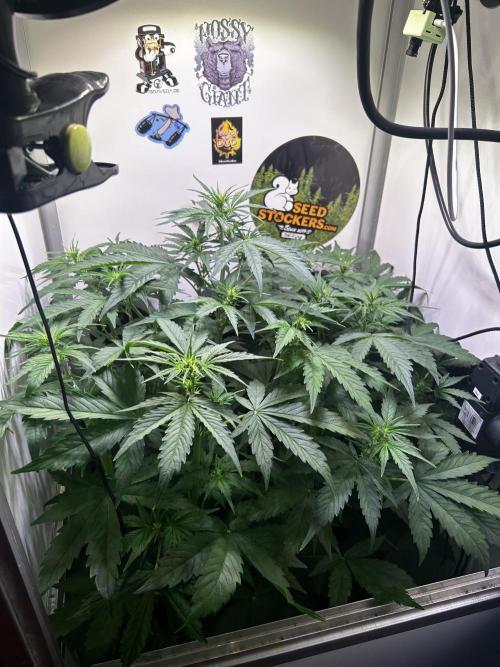 Fat Vino Auto. Week 4