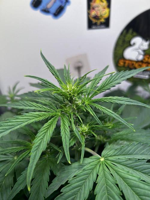 Fat Vino Auto. Week 5