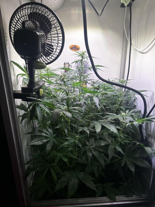 Fat Vino Auto. Week 5