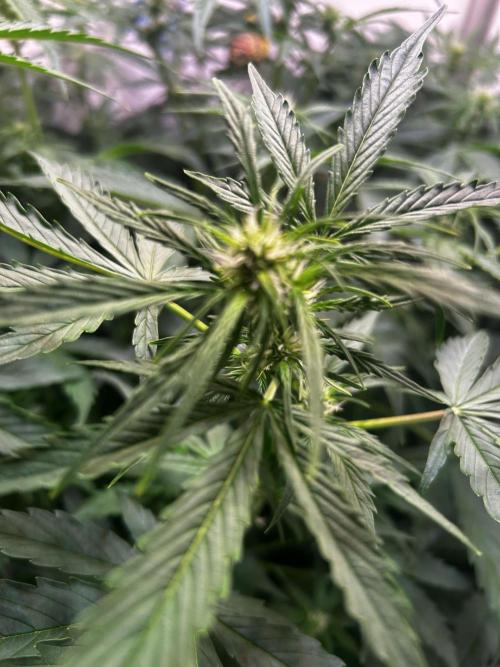 Fat Vino Auto. Week 5