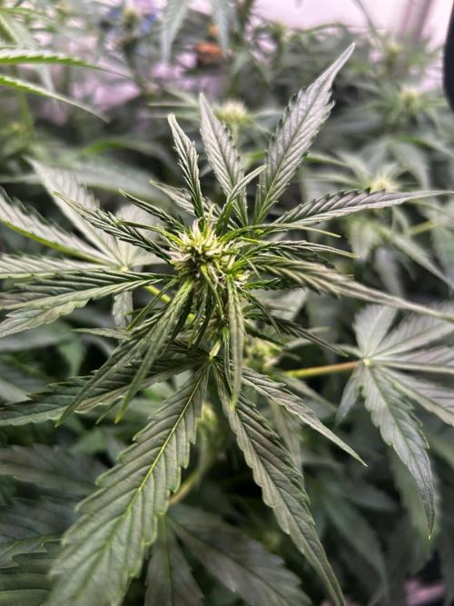 Fat Vino Auto. Week 5
