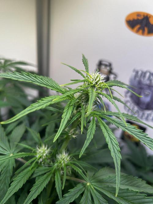 Fat Vino Auto. Week 5