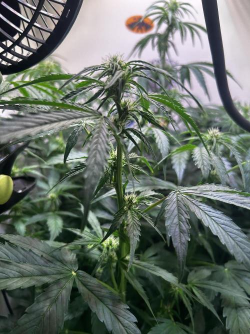 Fat Vino Auto. Week 5