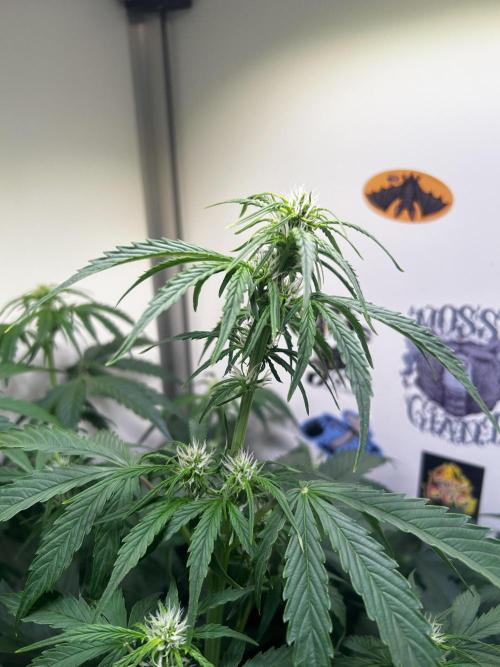 Fat Vino Auto. Week 5