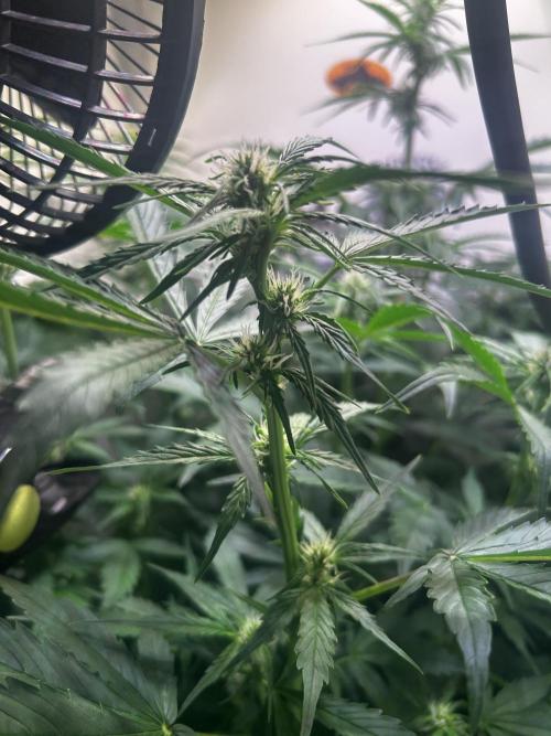 Fat Vino Auto. Week 5