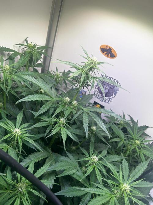Fat Vino Auto. Week 5