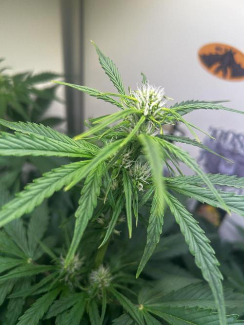 Fat Vino Auto. Week 5