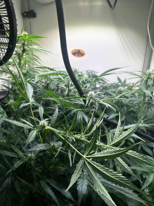Fat Vino Auto. Week 5