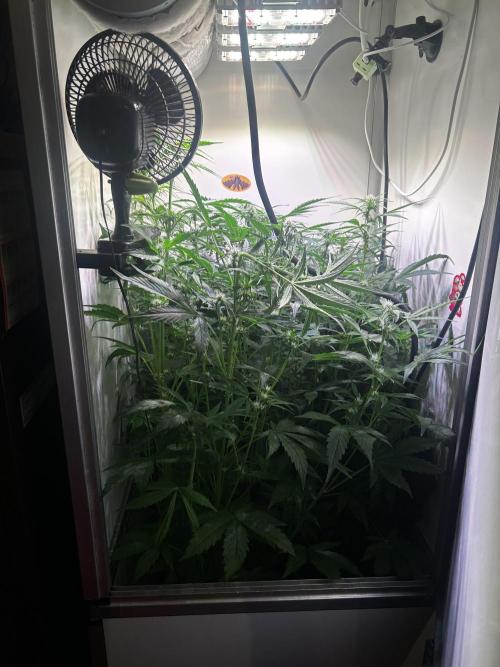 Fat Vino Auto. Week 5