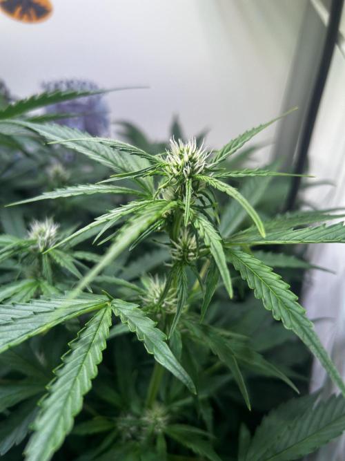 Fat Vino Auto. Week 5