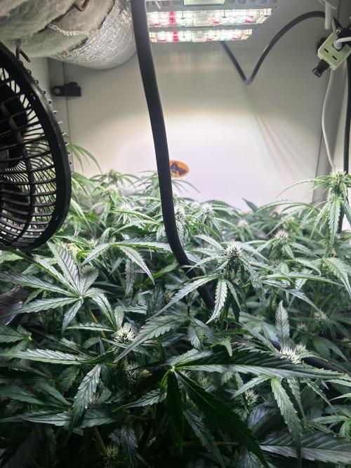 Fat Vino Auto. Week 5