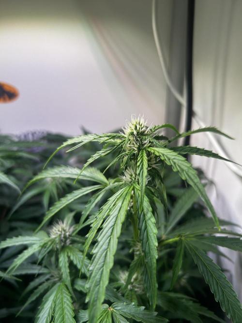 Fat Vino Auto. Week 5
