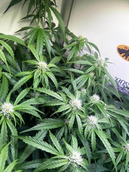Fat Vino Auto. Week 5