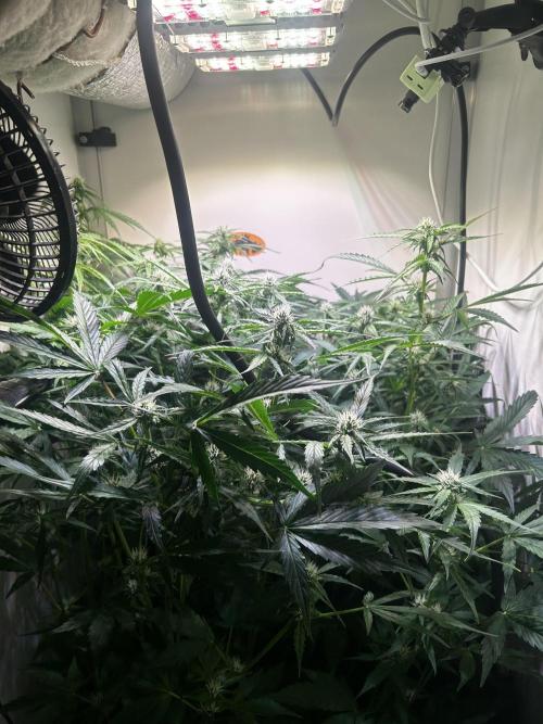 Fat Vino Auto. Week 5