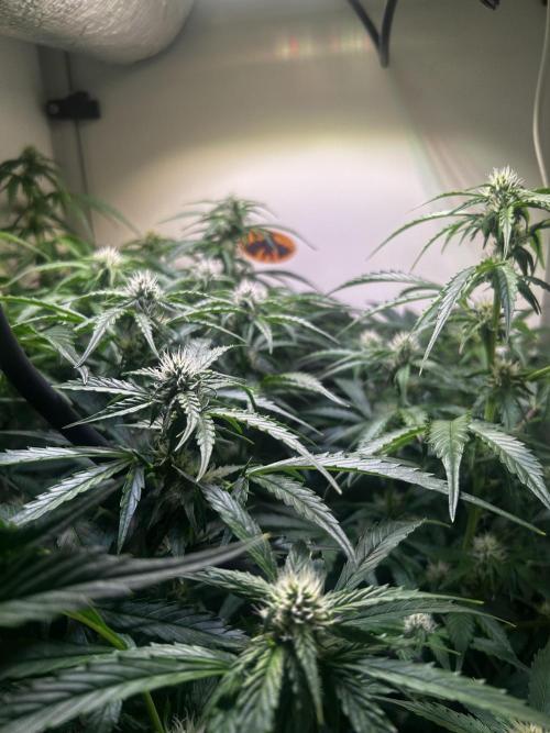 Fat Vino Auto. Week 6
