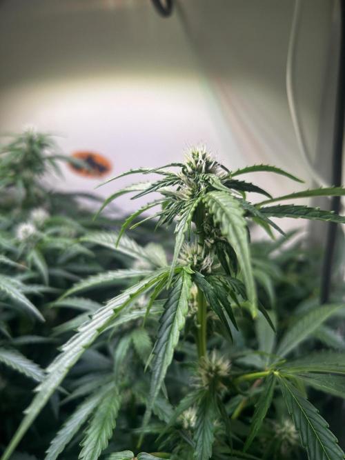 Fat Vino Auto. Week 6