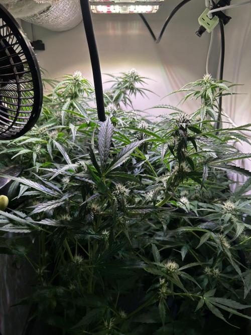Fat Vino Auto. Week 6