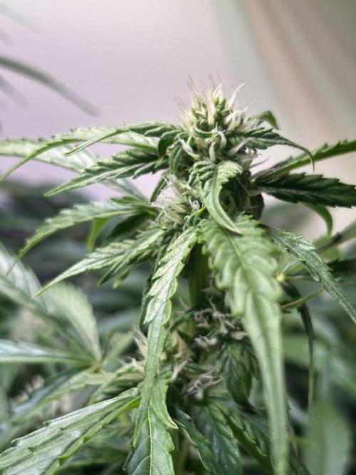 Fat Vino Auto. Week 6