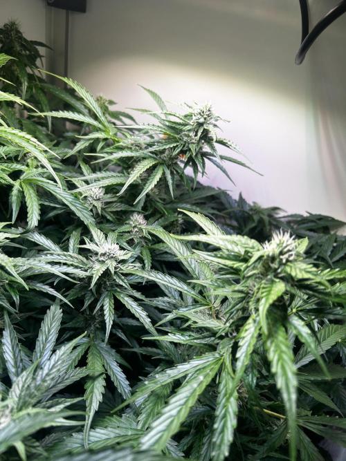 Fat Vino Auto. Week 6
