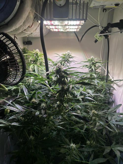 Fat Vino Auto. Week 6