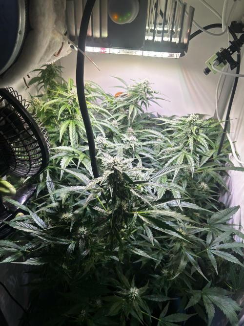 Fat Vino Auto. Week 6