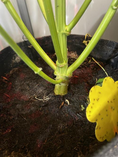 Fat Vino Auto. Week 6