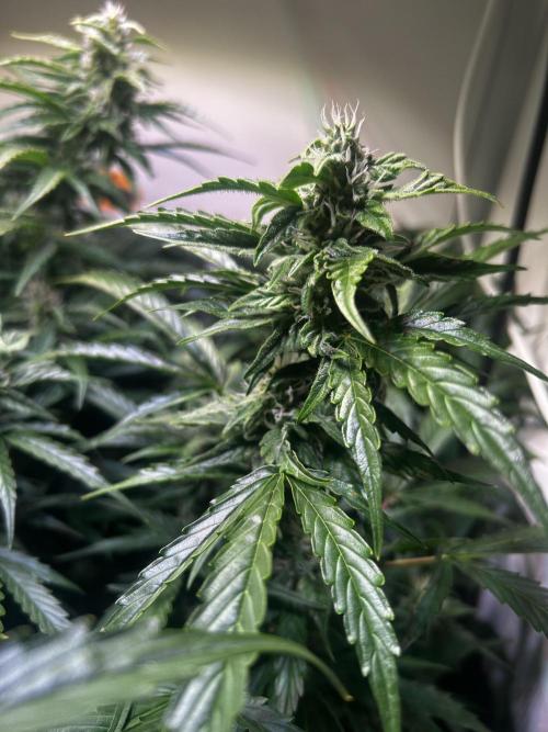 Fat Vino Auto. Week 6