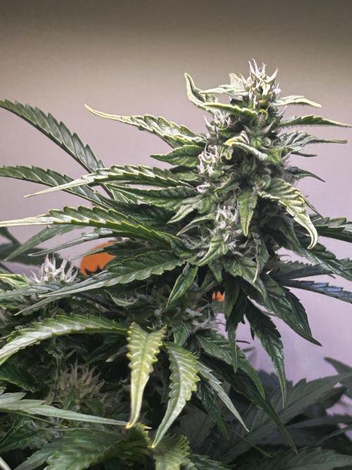 Fat Vino Auto. Week 6