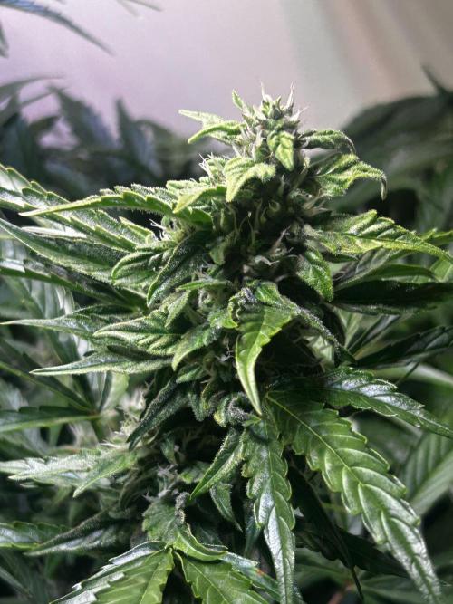Fat Vino Auto. Week 6
