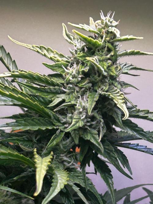 Fat Vino Auto. Week 6