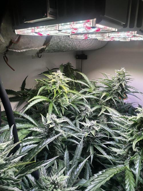 Fat Vino Auto. Week 6