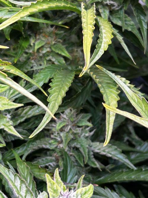 Fat Vino Auto. Week 7