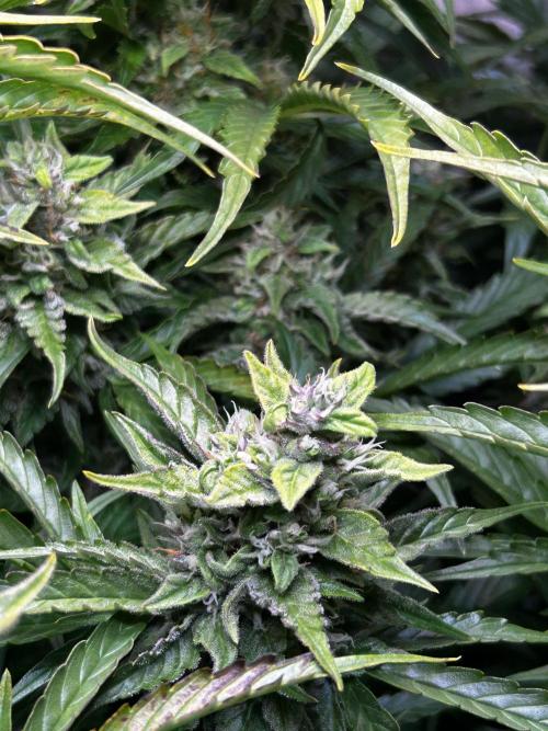 Fat Vino Auto. Week 7