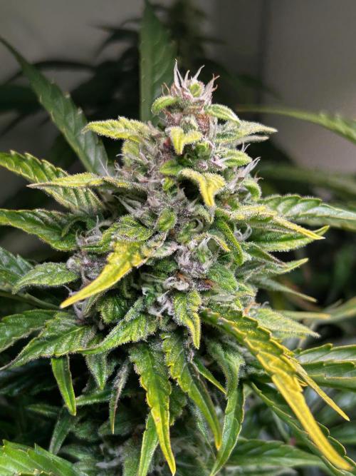 Fat Vino Auto. Week 7